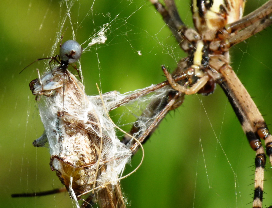 Argyrodes: colori e dimensioni